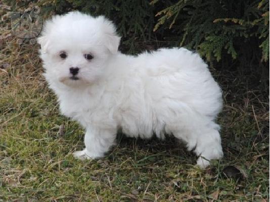 PoulaTo: Χαρίζεται Maltese